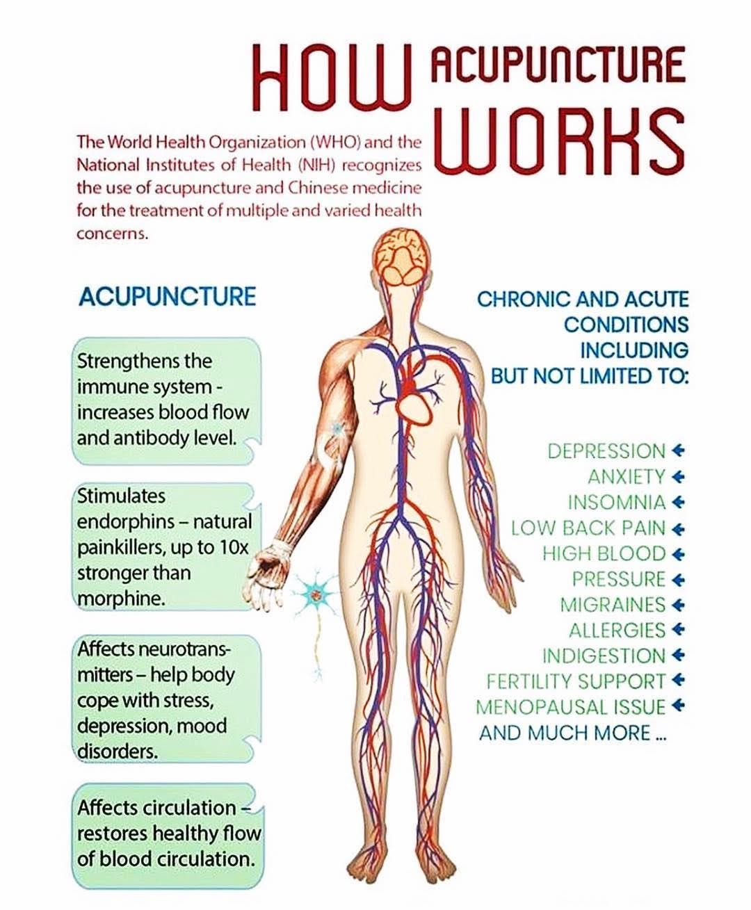 ACM How Acupuncture Works
