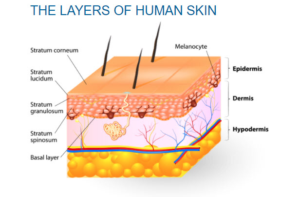 ACM Human Skin